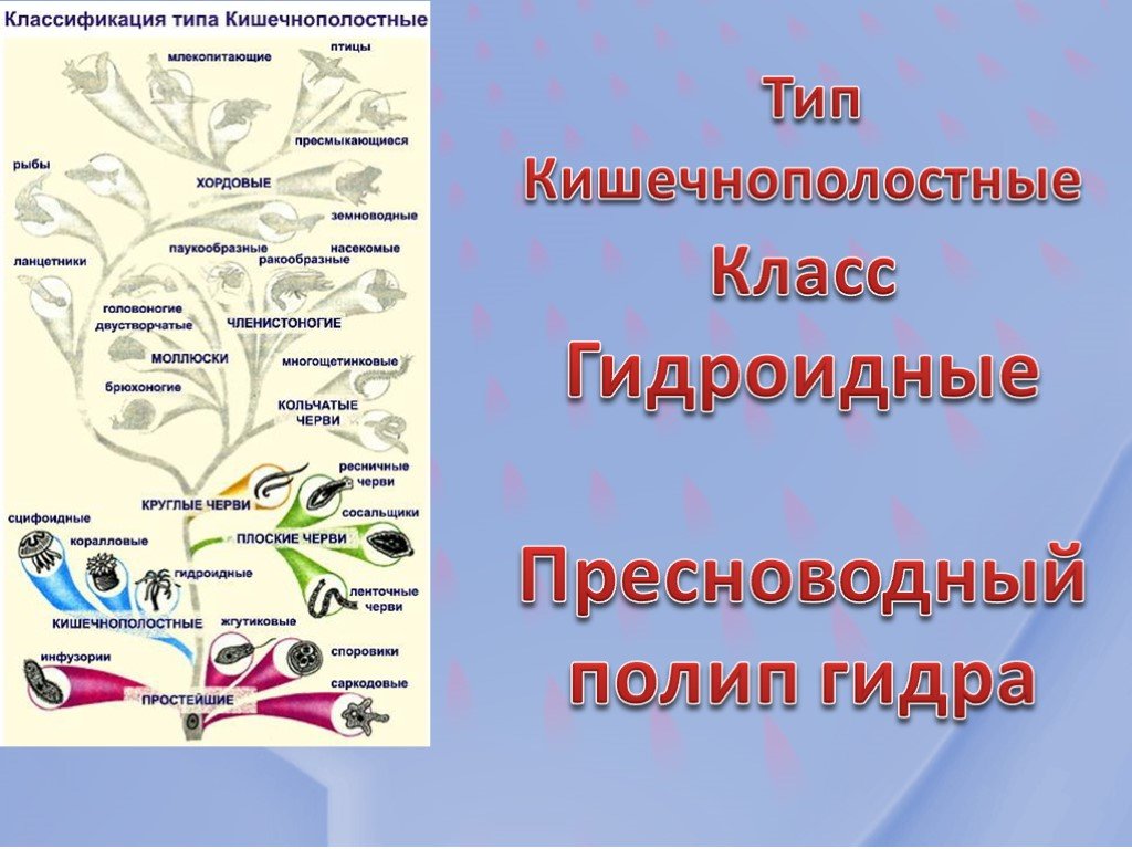Кракен маркетплейс зеркало